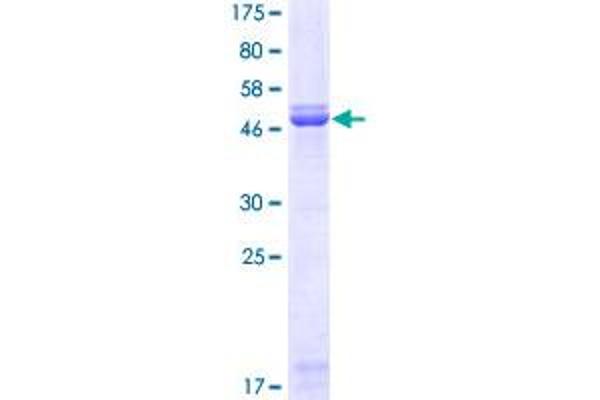 KLF7 Protein (AA 1-230) (GST tag)