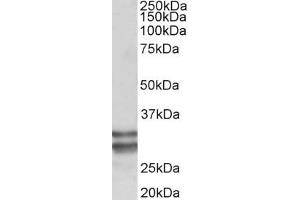 Western Blotting (WB) image for anti-Kruppel-Like Factor 13 (KLF13) (AA 45-58) antibody (ABIN5907448) (KLF13 Antikörper  (AA 45-58))