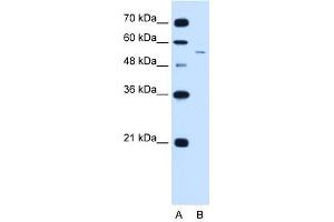 LOC728227 antibody used at 2. (LOC728227 Antikörper  (C-Term))