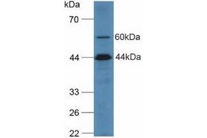 Figure. (Complement C2 Antikörper  (AA 245-451))