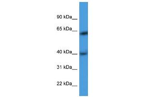 WB Suggested Anti-ARPM1 Antibody Titration: 0. (ARPM1 Antikörper  (N-Term))