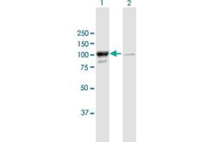 Western Blot analysis of MARS expression in transfected 293T cell line by MARS MaxPab polyclonal antibody. (Mars (MARS) (AA 1-900) Antikörper)