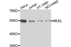 Western blot analysis of extracts of various cells, using MLKL antibody. (MLKL Antikörper)