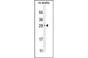 Western blot analysis of RELL2 Antibody (Center) in Mouse testis tissue lysates (35ug/lane). (RELL2 Antikörper  (Middle Region))
