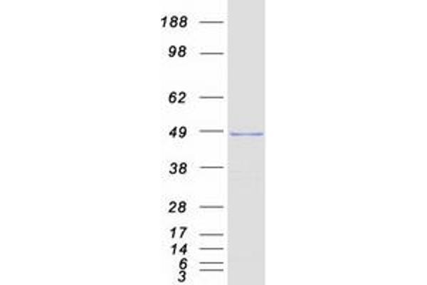 SERBP1 Protein (Transcript Variant 4) (Myc-DYKDDDDK Tag)