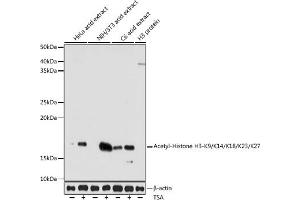 Western blot analysis of extracts of various cell lines, using Acetyl-Histone H3-K9/K14/K18/K23/K27 antibody (ABIN7267676) at 1:1000 dilution. (Histone 3 Antikörper  (H3K9, H3K14, H3K18, H3K23, H3K27))