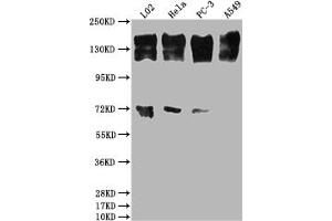 Western Blot Positive WB detected in: L02 whole cell lysate, Hela whole cell lysate, PC-3 whole cell lysate, A549 whole cell lysate All lanes: EGFR antibody at 1:2000 Secondary Goat polyclonal to rabbit IgG at 1/50000 dilution Predicted band size: 135, 45, 78, 70 kDa Observed band size: 165 kDa (Rekombinanter EGFR Antikörper)