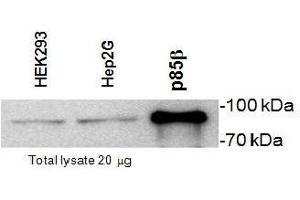 Western Blotting (WB) image for anti-Phosphoinositide 3 Kinase, p85 beta (PI3K p85b) (Subunit beta) antibody (ABIN2476135) (PIK3R2 Antikörper  (Subunit beta))