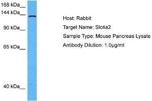 Host: Mouse Target Name: SLC4A2 Sample Tissue: Mouse Pancreas Antibody Dilution: 1ug/ml (SLC4A2 Antikörper  (N-Term))