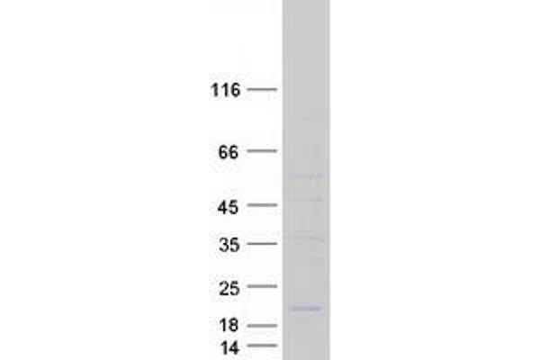 MRPL41 Protein (Myc-DYKDDDDK Tag)