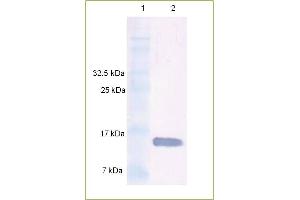 Western Blot analysis of rhuman BMP 7 using Anti-Human BMP 7 IgG Human BMP 7 protein was resolved by SDS-PAGE, transferred to a NC membrane and probed with a dilution 1: 500 of Anti-Human BMP 7 IgG. (BMP7 Antikörper)