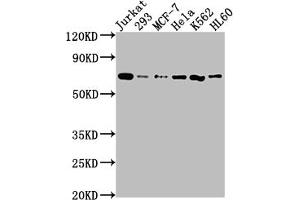 Western Blot Positive WB detected in: Jurkat whole cell lysate, 293 whole cell lysate, MCF-7 whole cell lysate, Hela whole cell lysate, K562 whole cell lysate, HL60 whole cell lysate All lanes: PTPN11 antibody at 1:2000 Secondary Goat polyclonal to rabbit IgG at 1/50000 dilution Predicted band size: 69, 53 kDa Observed band size: 69 kDa (Rekombinanter PTPN11 Antikörper)