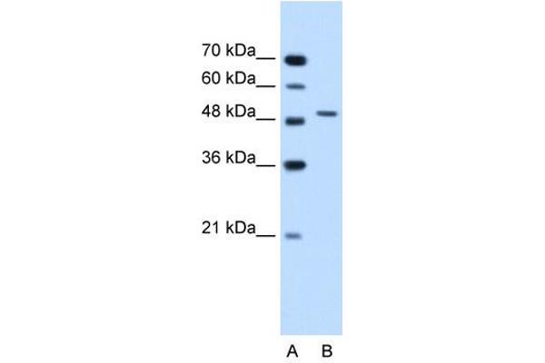 SEMG1 Antikörper  (N-Term)