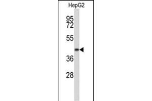 Western blot analysis of ERGIC3 Antibody (N-term) R in HepG2 cell line lysates (35 μg/lane). (ERGIC3 Antikörper  (N-Term))