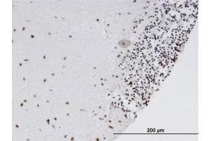 Image no. 1 for anti-SRY (Sex Determining Region Y)-Box 15 (SOX15) (AA 1-234) antibody (ABIN599437) (SOX15 Antikörper  (AA 1-234))