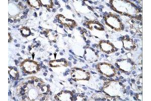 Image no. 1 for anti-Autophagy related 4B Cysteine Peptidase (ATG4B) (C-Term) antibody (ABIN6735868) (ATG4B Antikörper  (C-Term))