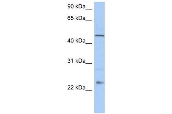 TMCO1 Antikörper  (C-Term)