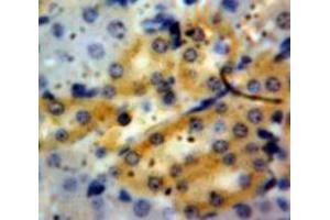 IHC-P analysis of Kidney tissue, with DAB staining. (Granulin Antikörper  (AA 21-120))