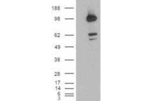 HEK293 overexpressing CDCP1 and probed with ABIN2561770 (mock transfection in first lane). (CDCP1 Antikörper  (C-Term, Isoform 1))