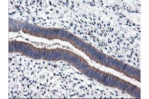 Image no. 2 for anti-Regulator of G-Protein Signaling 16 (RGS16) antibody (ABIN1500690) (RGS16 Antikörper)