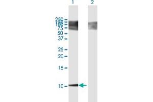 Western Blot analysis of BGLAP expression in transfected 293T cell line by BGLAP MaxPab polyclonal antibody. (Osteocalcin Antikörper  (AA 1-100))