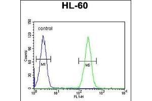 BCORL1 Antibody (N-term) (ABIN654801 and ABIN2844476) flow cytometric analysis of HL-60 cells (right histogram) compared to a negative control cell (left histogram). (BCORL1 Antikörper  (N-Term))