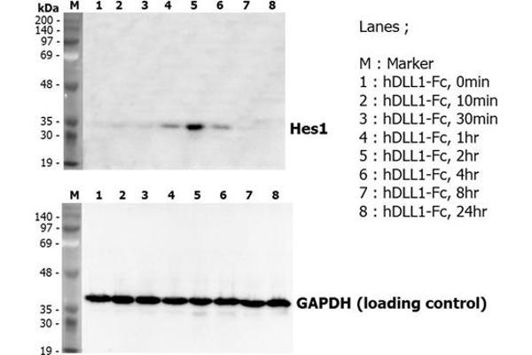 DLL1 Protein (AA 1-545, Extracellular Domain) (Fc Tag)