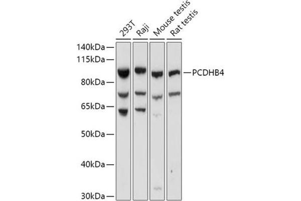 PCDHb4 Antikörper  (AA 28-300)
