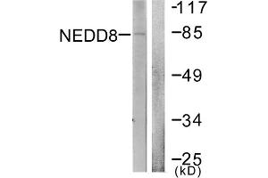 Western blot analysis of extracts from Jurkat cells, using NEDD8 antibody. (NEDD8 Antikörper  (N-Term))