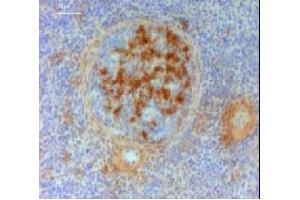 Immunohistochemistry (IHC) image for Mouse anti-Chicken IgY antibody (ABIN2474875) (Maus anti-Huhn IgY Antikörper)