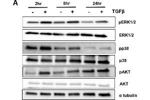 Western Blotting (WB) image for anti-alpha Tubulin (TUBA1) (C-Term) antibody (ABIN964563)