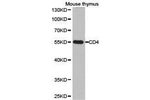 Western Blotting (WB) image for anti-CD4 (CD4) antibody (ABIN1875406) (CD4 Antikörper)