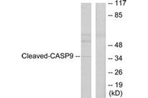 Western Blotting (WB) image for anti-Caspase 9, Apoptosis-Related Cysteine Peptidase (CASP9) (AA 281-330), (Cleaved-Asp330) antibody (ABIN2891160) (Caspase 9 Antikörper  (Cleaved-Asp330))