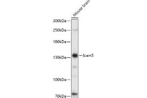 Western blot analysis of extracts of Mouse brain, using Icam5 antibody (ABIN7267946) at 1:1000 dilution. (ICAM5 Antikörper  (AA 586-786))