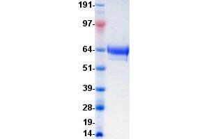 Validation with Western Blot (MUSK Protein (DYKDDDDK-His Tag))