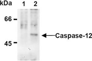 Western Blotting (WB) image for anti-Caspase 12 (Gene/pseudogene) (CASP12) (AA 95-318), (N-Term) antibody (ABIN567795)