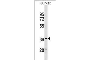 HMOX2 Antibody (N-term) (ABIN1539215 and ABIN2838325) western blot analysis in Jurkat cell line lysates (35 μg/lane). (HMOX2 Antikörper  (N-Term))