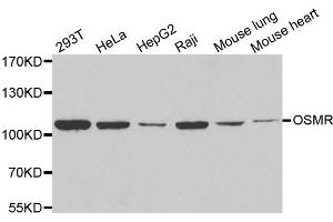 Western blot analysis of extracts of various cell lines, using OSMR antibody. (Oncostatin M Receptor Antikörper)