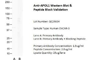 Host: Rabbit Target Name: APOL1 Sample Type: Human OVCAR-3  Lane A: Primary Antibody  Lane B: Primary Antibody + Blocking Peptide  Primary Antibody Concentration: 1. (APOL1 Antikörper  (N-Term))