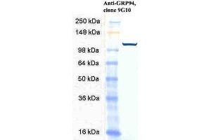 Western Blot analysis of Human HeLa cell lysates showing detection of GRP94 protein using Rat Anti-GRP94 Monoclonal Antibody, Clone 9G10 . (GRP94 Antikörper  (Atto 488))