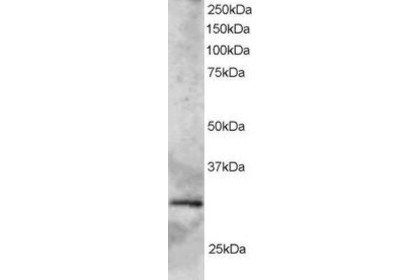 SYF2 Antikörper  (C-Term)