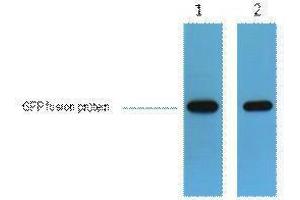 Western Blotting (WB) image for anti-Green Fluorescent Protein (GFP) antibody (ABIN3181249) (GFP Antikörper)