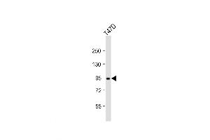 Western Blot at 1:2000 dilution + T47D whole cell lysates Lysates/proteins at 20 ug per lane. (DNMT3B Antikörper  (AA 389-417))