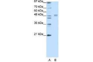 HTR1A antibody (70R-10550) used at 2. (Serotonin Receptor 1A Antikörper  (N-Term))