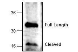 Image no. 1 for anti-Caspase 6, Apoptosis-Related Cysteine Peptidase (CASP6) (C-Term) antibody (ABIN127060) (Caspase 6 Antikörper  (C-Term))