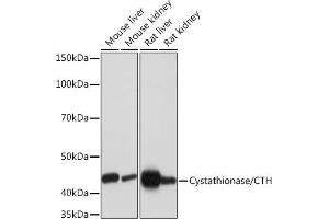 Western blot analysis of extracts of various cell lines, using Cystathionase/CTH Rabbit mAb (ABIN7266614) at 1:1000 dilution. (CTH Antikörper)