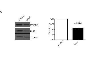 Western Blotting (WB) image for anti-Programmed Cell Death 4 (PDCD4) (C-Term) antibody (ABIN129709)