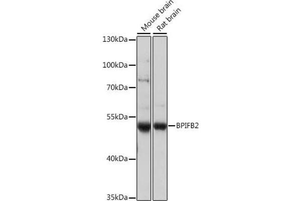 BPIL1 Antikörper  (AA 40-340)