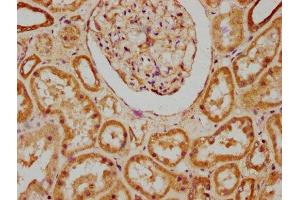 IHC image of ABIN7175445 diluted at 1:200 and staining in paraffin-embedded human kidney tissue performed on a Leica BondTM system. (PTPLAD1 Antikörper  (AA 1-145))