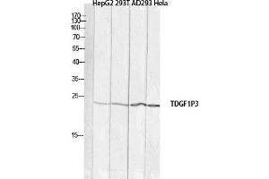 Western Blot (WB) analysis of HepG2 293T AD293 HeLa lysis using TDGF1P3 antibody. (Cripto-3 Antikörper)